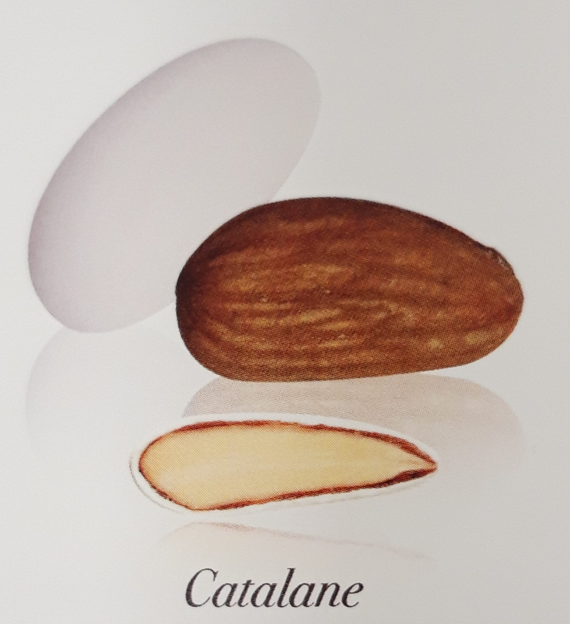 Dragées amandes catalane couleur blanche par 1 kg - PECOU